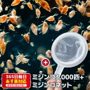 ミジンコ3,000匹+ミジンコ専用ネットセット 網 送料無料 ワムシを濾すことも可能 あす楽対応 12時までの注文でその日に発送