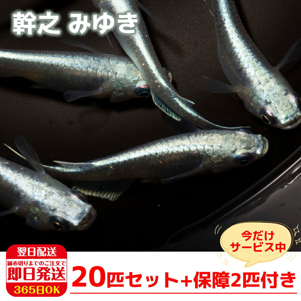 【保障2匹付き】メダカ 幹之 みゆき フルボディの稚魚 稚魚20匹 送料無料 多種多色 あす楽対応 12時までの注文でその日に発送 生体 種類 めだか セット