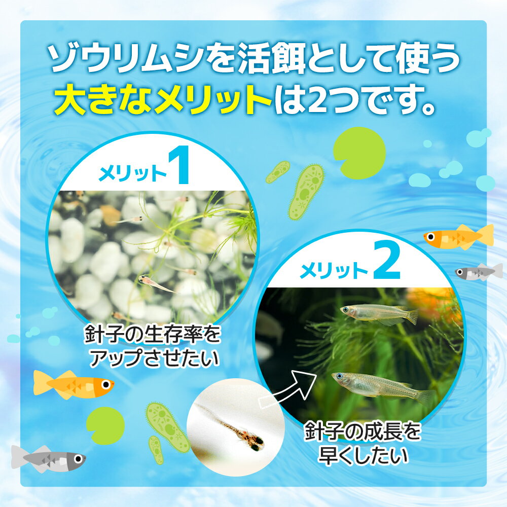 ゾウリムシ 600ml 送料無料 針子から稚魚に最適 12時までの注文でその日に発送 生存率が違う メダカ エサ インフゾリア メダカのエサ めだかの餌 培養説明書付き 培養液付き 3