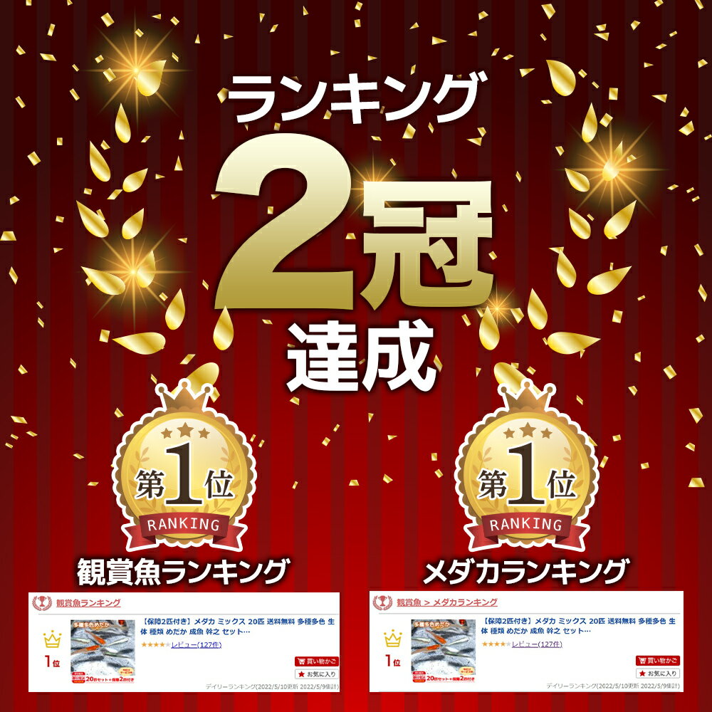 【保障2匹付き】メダカ ミックス 20匹 送料無料 多種多色 あす楽対応 12時までの注文でその日に発送 生体 種類 めだか セット