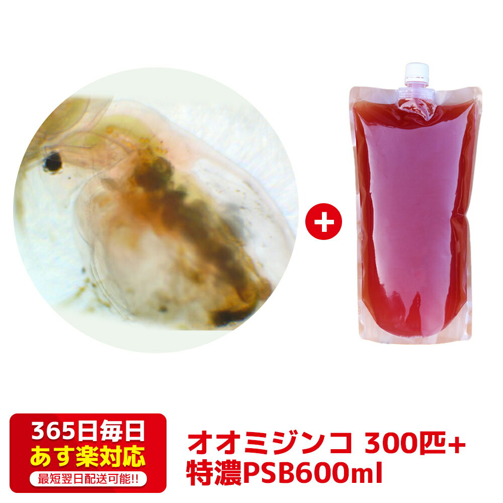 オオミジンコ300匹+PSB600ml 培養セット 送料無料 針子から稚魚に最適 あす楽対応 12時までの注文でその日に発送