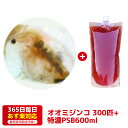 オオミジンコ300匹+PSB600ml 培養セット 送料無料 針子から稚魚に最適 あす楽対応 12時までの注文でその日に発送