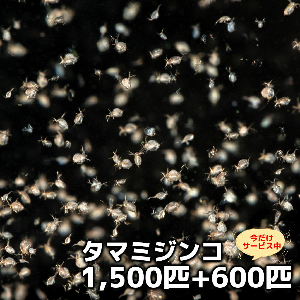 タマミジンコ 1500匹+オマケ600匹 めだか 餌 メダカ エサ メダカのエサ 送料無料 針子から稚魚に最適 あす楽対応 インフゾリア 抜群の食いつきと栄養 12時までの注文でその日に発送