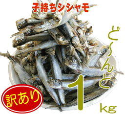 【訳あり子持ちシシャモ1kg】ちょっとキズの付いてしまったものや皮がむけてしまったものですが、味・鮮度は何ら正規品と変わりません！訳あり ワケアリ 分けあり わけありカラフトししゃも（メス）