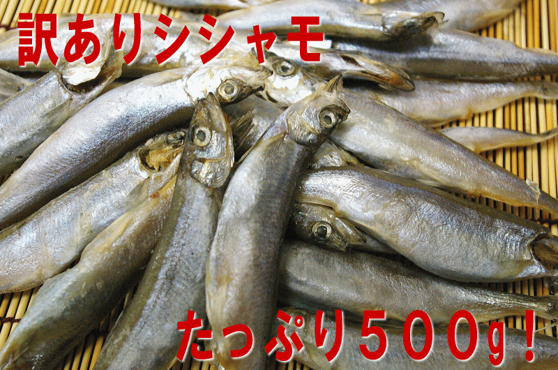 訳あり!【子持ちシシャモ500g】ちょっと訳ありでお買い得♪ししゃも500g!★ 訳あり ワケアリ 分けありわけあり