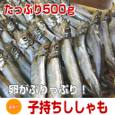 訳あり！【子持ちシシャモ500g】ちょっと訳ありでお買い得♪ししゃも500g！★ 訳あり ワケアリ 分けありわけあり