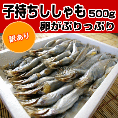 訳あり！【子持ちシシャモ500g】ちょっと訳ありでお買い得♪ししゃも500g！★ 訳あり ワケアリ 分けあり わけあり