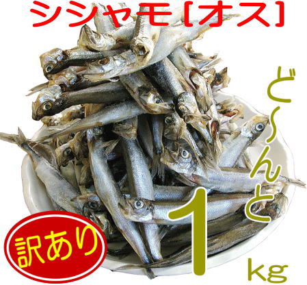 【訳あり:シシャモ1kg(オス)】訳あり価格⇒ししゃも1kg!訳あり ワケアリ 分けあり わけありカラフトししゃも(オス)