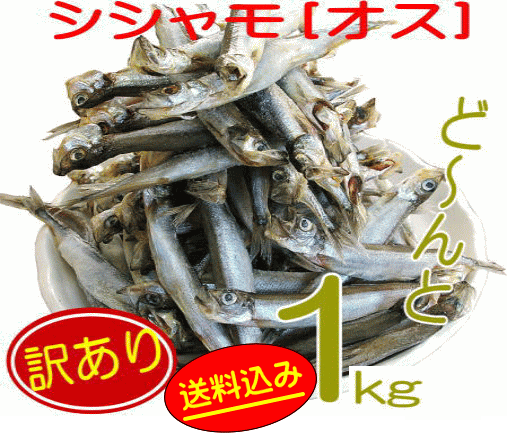 【訳あり:シシャモ1kg(オス)(カラフトししゃも)】訳あり価格⇒ししゃも1kg!訳あり ワケアリ 分けあり わけあり送料込み(本州)、北海道は300円、四国は...