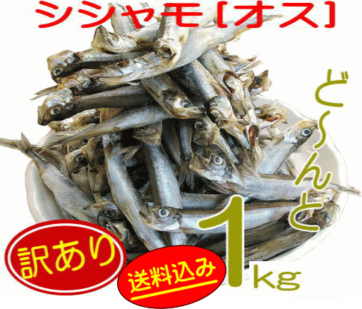 【訳あり：シシャモ1kg（オス）（カラフトししゃも）】訳あり価格⇒ししゃも1kg！訳あり ワケアリ 分け..