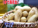 【茹で落花生:おおまさり300g】千葉県八街産ジャンボサイズ 塩ゆで落花生!産地ならではの味!「おおまさり」【千葉県産 産地直送】