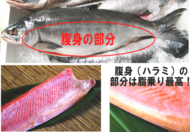 【トラウトサーモン：腹身（甘塩）】サーモン（サケ）の腹身。美味しい鮭のトロの部分！鮭　サケ　さけ