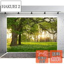 Qinunipoto 背景布 大きな木 日差し 春の景色 芝生 草 3m x 2m 撮影布 背景紙 撮影 背景 写真 布背景 撮影布 自然の風景 写真背景布 風景写真 屋外の風景 午後の夕食記念 日光 森の春 子供の写真 撮影用背景布 フォトスタジオ 写真館