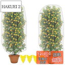 【送料無料】防虫ネット 植物保護カバー 2個セット 保護カバー 防鳥ネット メッシュ巾着式 虫鳥除け網 通気性 引き紐付き 園芸用ネット 植物保護カバー 鳥害対...