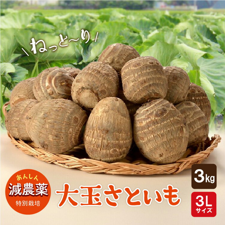 減農薬 大玉 里芋 ＜ 3L × 3kg ＞ ねっとりモチモチ食感がやみつき！ 特別栽培 さといも サトイモ 縄文のさといも 【農家から 産地直送 】 秋田 山形 の名物 芋煮 コロッケ おせち 送料無料