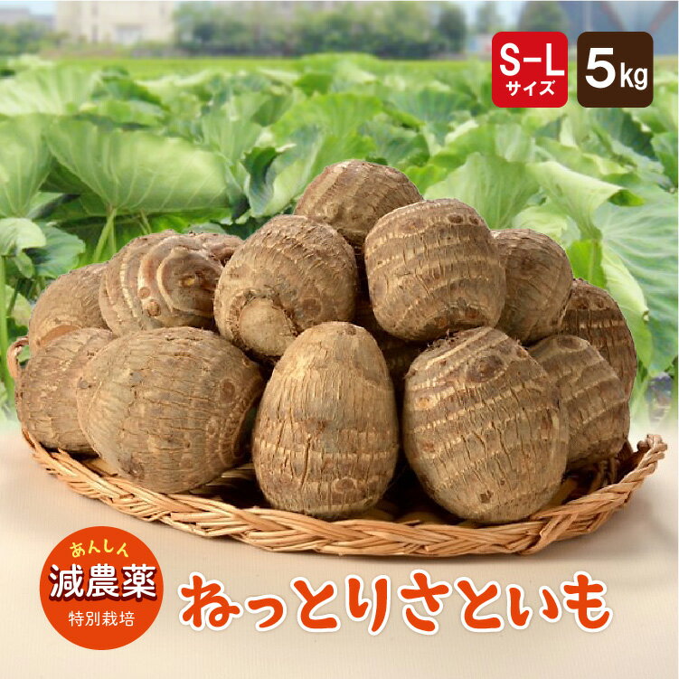 P5倍★楽天感謝祭★ 減農薬 里芋 ＜ 5kg ＞ S〜L サイズ色々 お得 ねっとりモチモチ食感がやみつき 特別栽培 さといも サトイモ 縄文のさといも 【農家から 産地直送 】 秋田 山形 の名物 芋煮 コロッケ おせち 送料無料