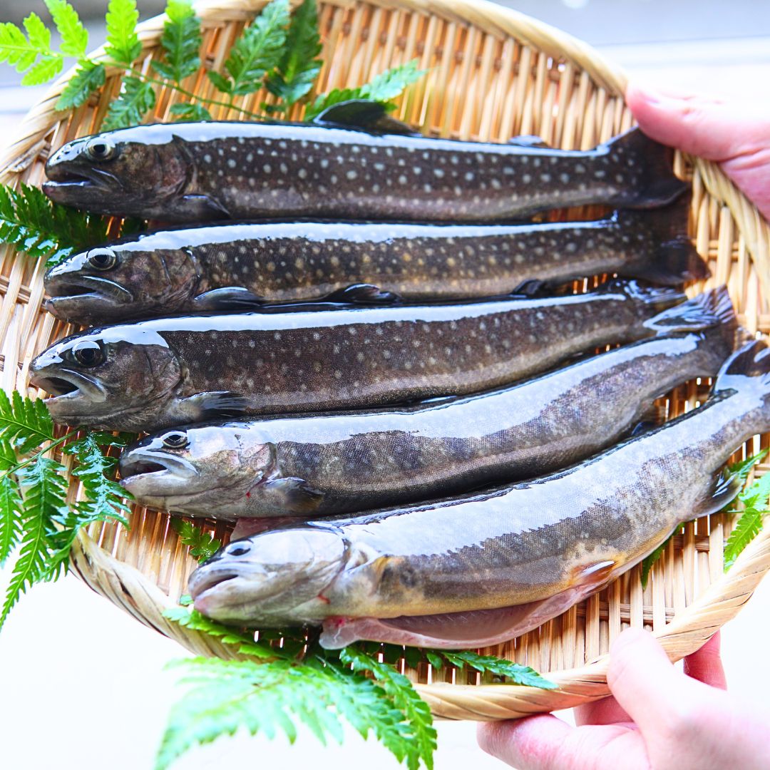 イワナ 岩魚 冷凍 川魚 養殖 3尾~20尾 骨酒 塩焼き 串焼き 海鮮 bbq 食材 魚 焼き魚  ...