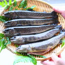 イワナ 岩魚 冷凍 川魚 養殖 3尾~20尾 骨酒 塩焼き 串...