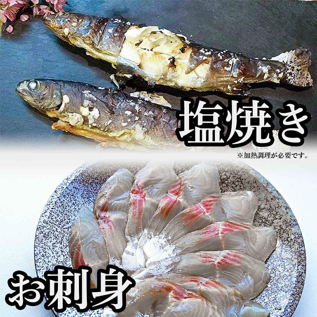 イワナ 塩焼き 刺身 お試し セット 岩魚 冷凍 魚 川魚 ...