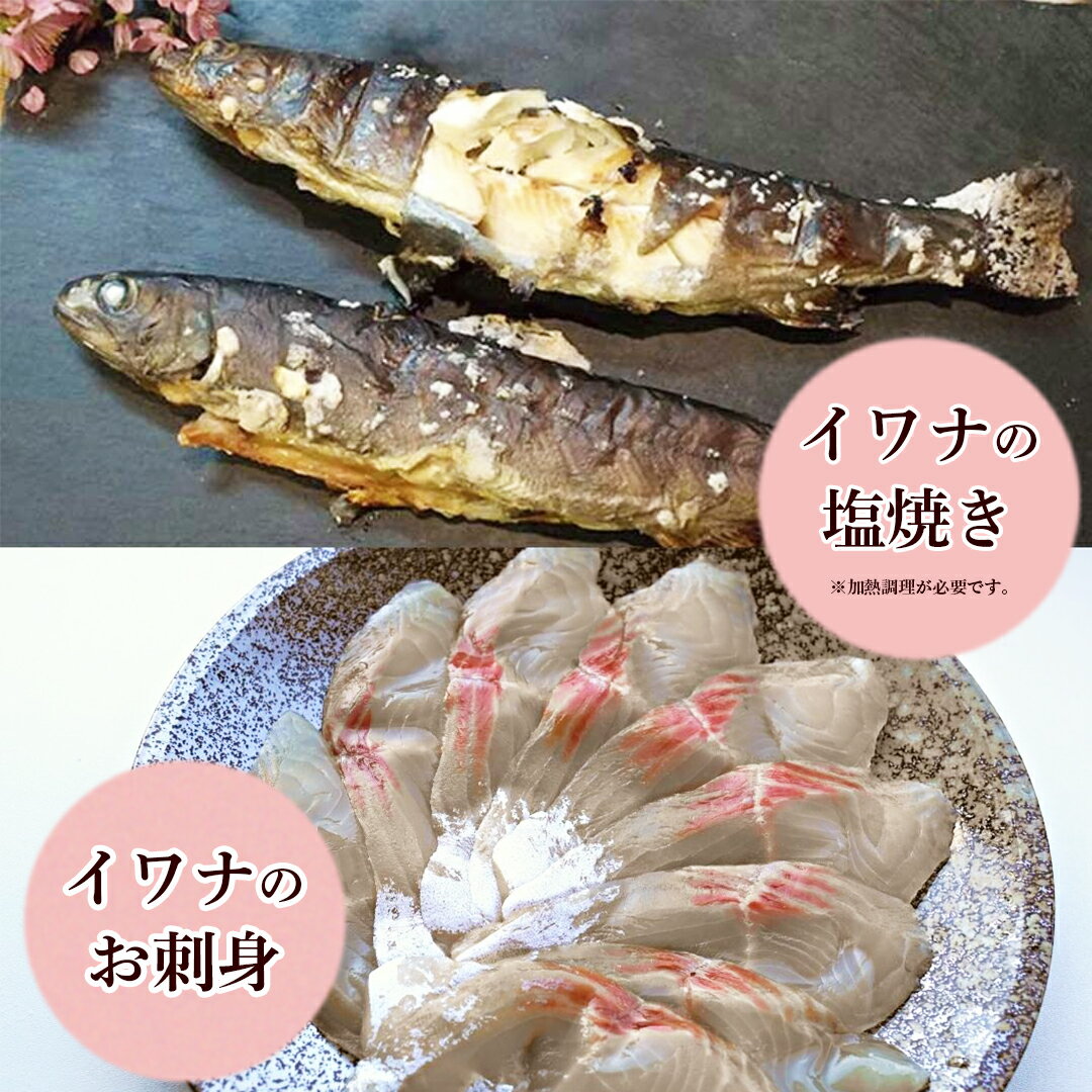 【送料無料】塩焼き用イワナ&お刺身 Wセット（イワナ2尾、刺身1枚、だししょう油おまけ付き） 石川産 加賀白山 淡水養魚場「白山堂」【岩魚/いわな/川魚/養殖/冷凍/下処理済/個包装/串なし】【送料無料】