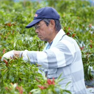 �ڹ񻺡۶彣�� ��̣��ɻ� �� �Ȥ����餷 �ȥ����饷 ʴ����30g�ˡڥ᡼���ء�����̵����