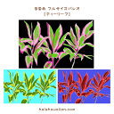 ハワイ タヒチアン 手染め タヒチアン パレオ 【 ティー リーフ 】