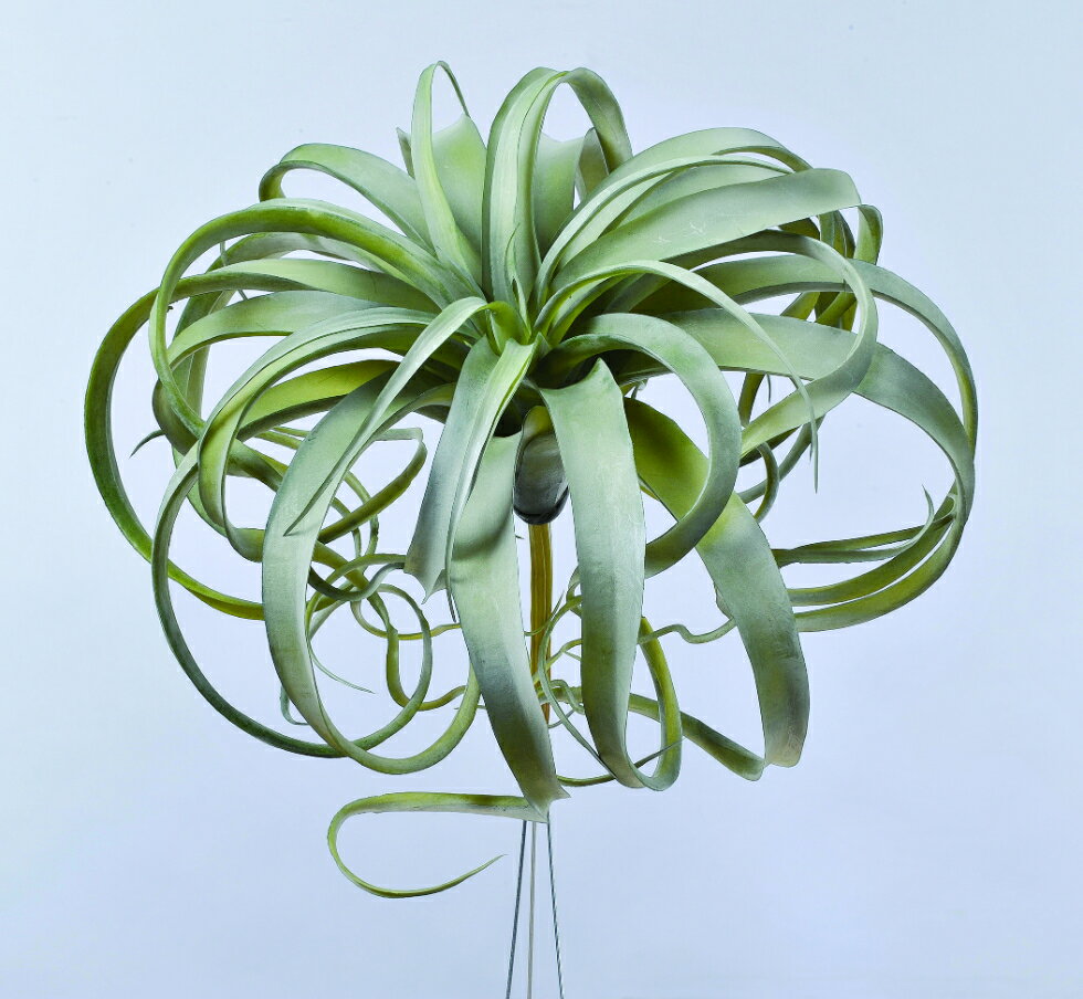 【当店限定】 10/1はポイント10倍！！ アスカ商会 キセログラフィカ グレイグリ-ン 42748-063G 飾り アレンジ 装飾 フラワー