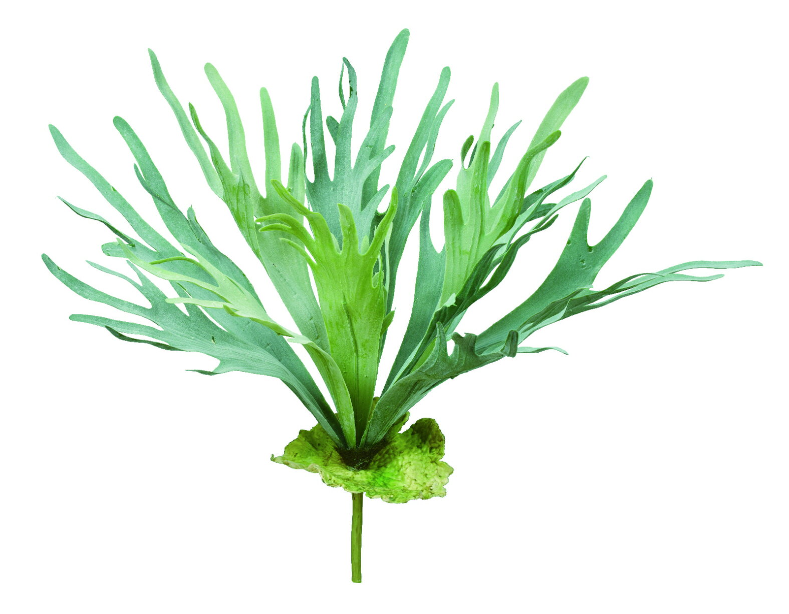 【ポイント10倍】12/1はワンダフルデー！アスカ商会 スタッグホーン グリ-ン 44125-051A 飾り アレンジ..