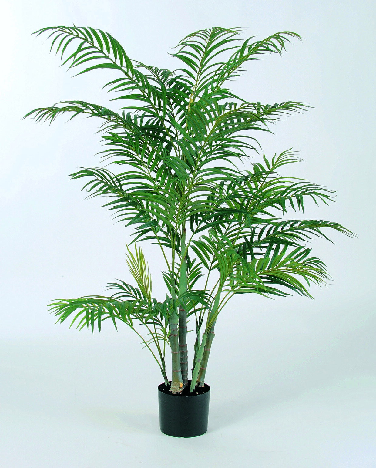 【ポイント10倍】12/1はワンダフルデー！アスカ商会 アレカパーム(ポット付) グリ-ン 50694-051A 飾り ..