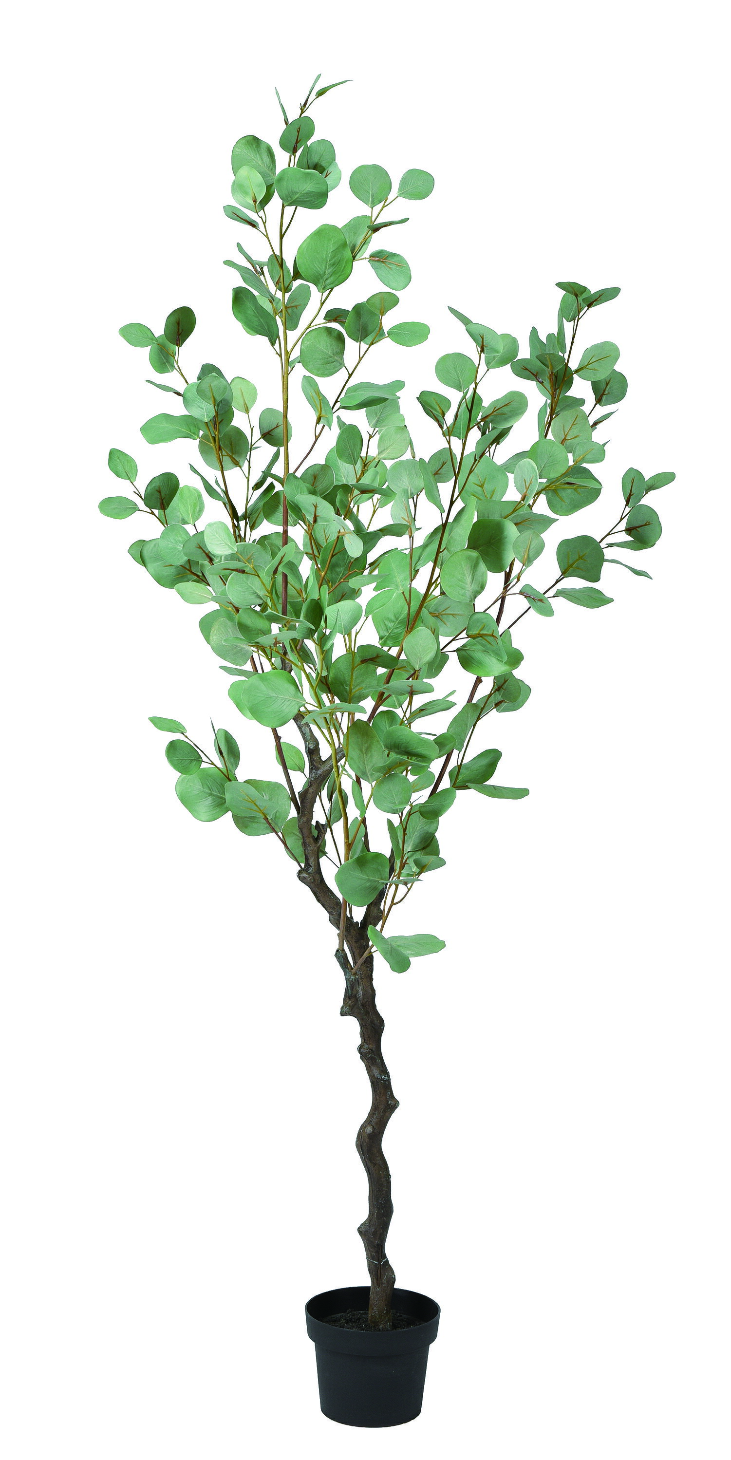 【ポイント10倍】12/1はワンダフルデー！アスカ商会 ユーカリ(ポット付) グレイグリ-ン 50967-063G 飾..