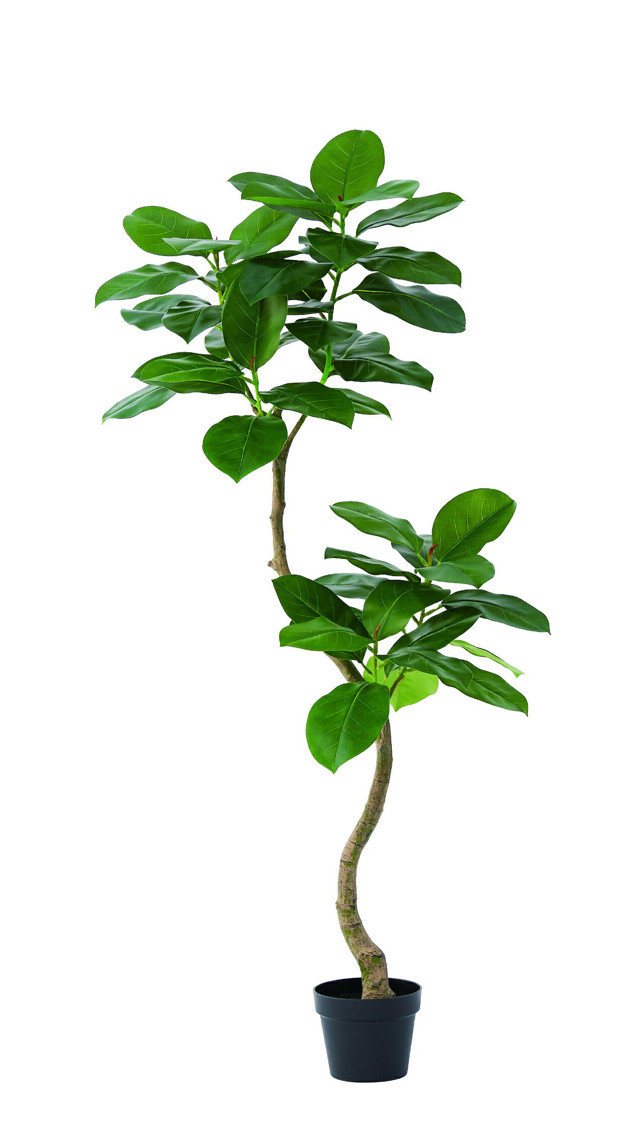 【★ポイント10倍★】楽天スーパーSAIL(12/4~12/11)　アスカ商会 ゴムの木(ポット付) グリ-ン 51116-051A 飾り アレンジ 装飾 フラワー