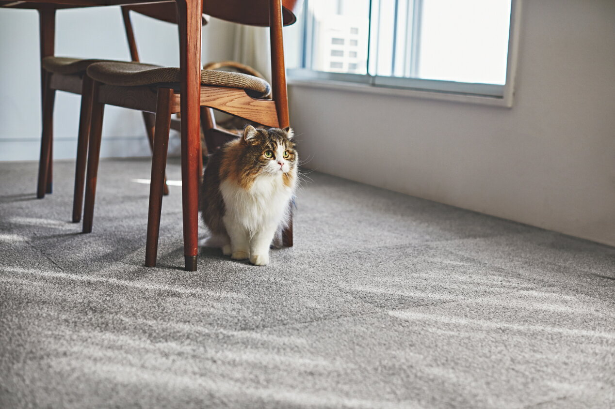 �ڥݥ����10�ܡ�3/1�ϥ����ե�ǡ������(��) ��������2400 ����� 10���� �ѡ��륰�졼 FF2410 ���� ����ƥꥢ �ȶ� ������ �����ڥå� ���� �ե��� ���