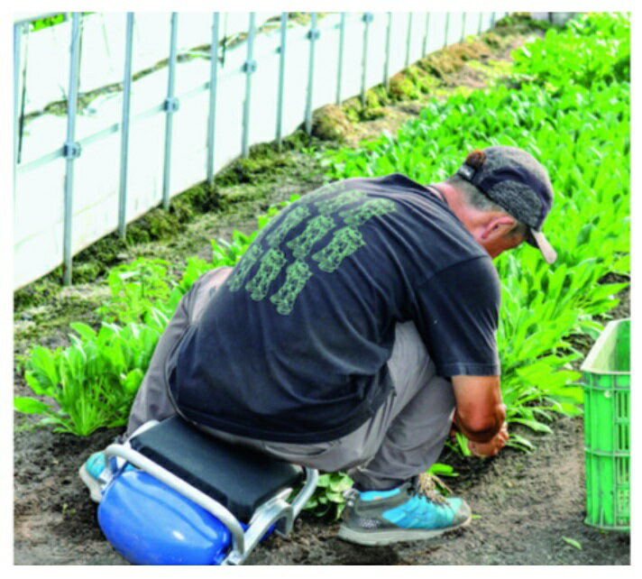 ���ݥ����10�ܡ� ��ŷ�����ѡ�SAIL(3/20~3/26) ���ץ���ȥ꡼ �ϥ�å��� ����å� RSA-250 ���� ��� �ۡ��� ����