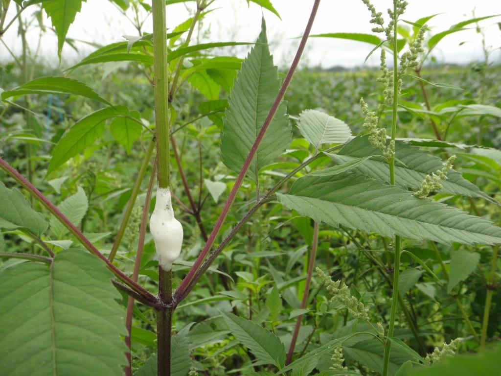 �ڡ��ݥ����10�ܡ���2/4~2/10���š����㤤ʪ�ޥ饽��(�ץ���ȥ꡼) ���󥨡� �ѥ��ѥ�(���硼��) PK89S ���� ��� ���ȵ��� ���� �����ڱ� ���� ���