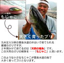 ブリ水煮 漁師 大分県 豊後 鰤 ぶり 蒲江 / 蒲江活き粋船団 3