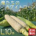 福岡県産 稲吉農園・ならはら農園の俺たちのホワイトコーン L10本入り(約3kg) 送料無料 とうもろこし 福岡県産 ホワイトコーン 白いトウモロコシ (6月5...