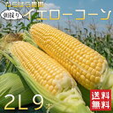 福岡県産 ならはら農園 朝採りイエローコーン 2L 9本入り(約3kg)送料無料 とうもろこし 福岡県産 朝採れ 黄色のとうもろこし (6月5日以降順次発送)