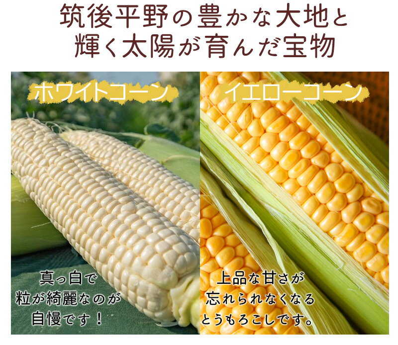 デルモンテ クリームコーン 粒入り380g×1ケース（全24個） 送料無料