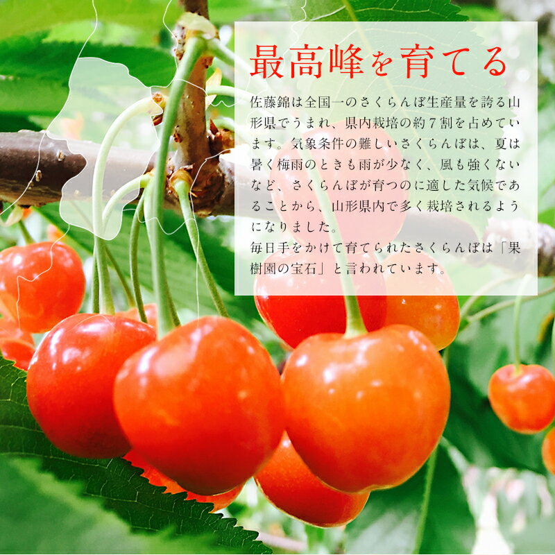 【クーポン利用で10%OFF】山形県山辺町産 佐藤錦 約500g さくらんぼ 秀品 2Lサイズ...