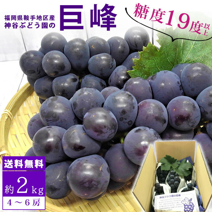 【送料無料！期間限定・数量限定！】 巨峰　約2kg　（4〜6房）福岡県　鞍手 九州 黒い宝石 ギフト 神谷ぶどう園/福岡県産　ぶどう　巨峰　種あり　2kg入り　糖度19度以上　産地直送　訳アリではありません/