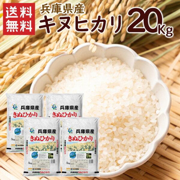 【送料無料】兵庫県産キヌヒカリ20kg（5kg×4袋）/ 令和4年産 キヌヒカリ 精米 お米 米 兵庫県産 20kg（北海道・沖縄別途送料）