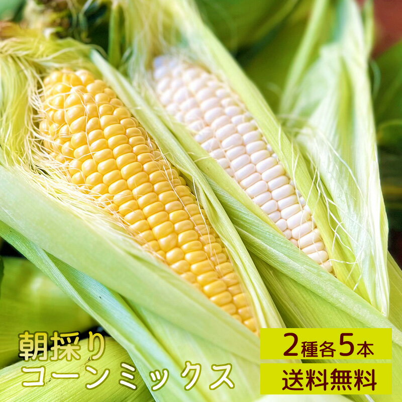 福岡県産 ならはら農園 朝採りコーンミックス 10本入り(ホワイト5本/イエロー5本 約3kg) 送料無料 とうもろこし 福岡県産 朝採れ ホワイトコーン 黄色のとうもろこし (6月1日以降順次発送)
