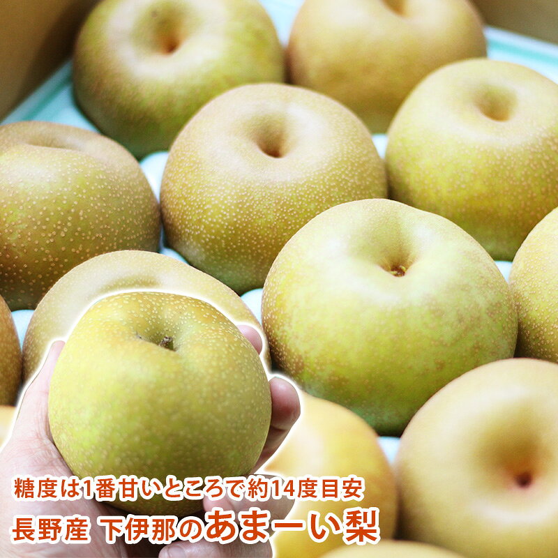 長野産 下伊那のあまーい梨 2.5kg 5〜8個 5kg 14〜16個 10kg 28〜32個入り梨 送料無料 ギフト 果物 フルーツ 栄養豊富