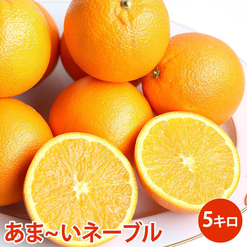 楽天市場】ネーブルオレンジ（総重量（果物）5.00 ～ 5.99kg）の通販