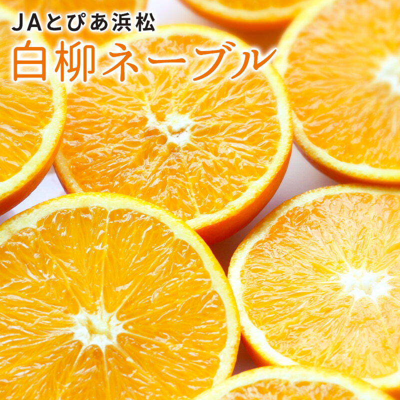 【 訳あり】JAとぴあ白柳ネーブル大玉1個約400g ネーブル　浜松　みかん ミカン 蜜柑 お歳暮 ギフト 送料無料 甘い 直売 糖度 お取り寄..