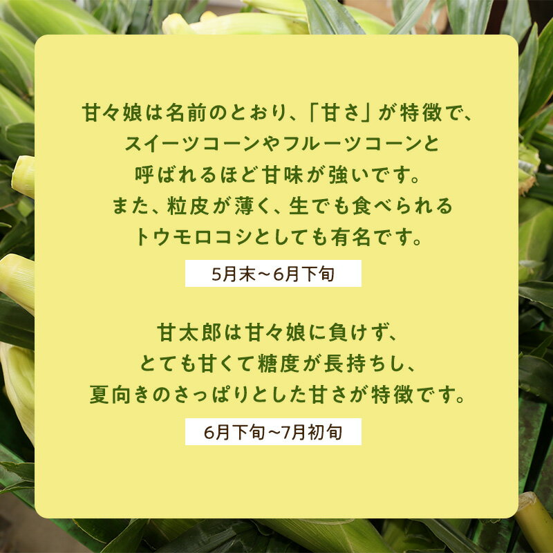 【6月上旬頃より順次発送】甘々娘 2kg 5本～7本入 トウモロコシ スイートコーン スイーツコーン フルーツコーン とうもろこし 野菜 甘い クール便 送料無料　静岡県森町産 3