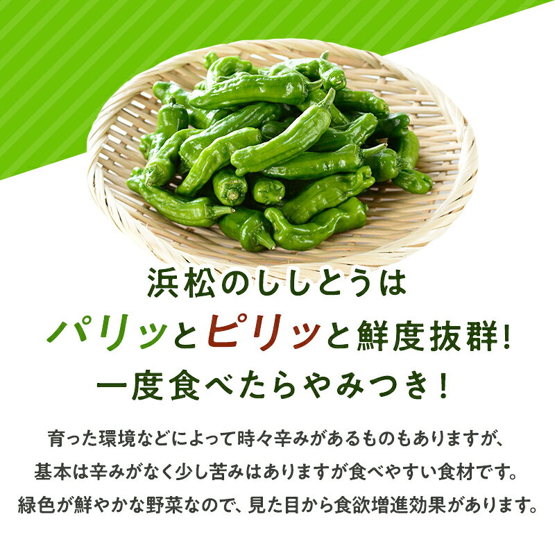 浜松産 ししとう 1kg 10パック とうがらし 獅子唐 シシトウ 国産 野菜 クール便 送料無料 hamachu-10000864 はまべじ サンプル画像2