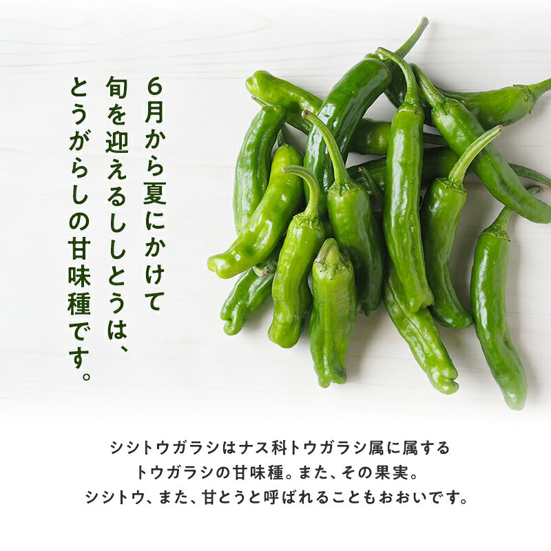 浜松産 ししとう 1kg 10パック とうがらし 獅子唐 シシトウ 国産 野菜 クール便 送料無料 hamachu-10000864 はまべじ サンプル画像3