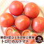 高糖度トロピカルトマト 12玉～8玉入り1kg静岡県産 フルーツトマト送料無料