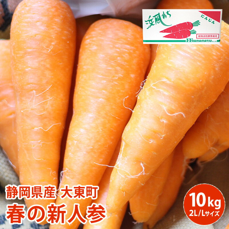 静岡県産　大東町陸浜組合　春の新人参 10kg 2L L